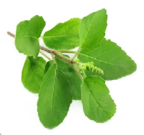 Ram Tulsi