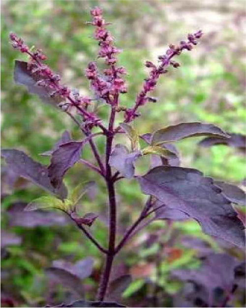Shyam Tulsi