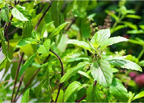 Van Tulsi
