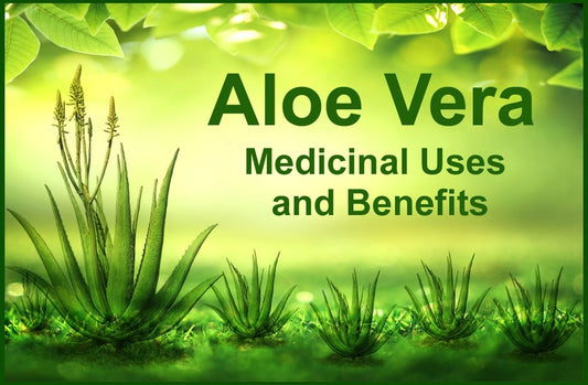 Aloe Vera Medicinal Uses
