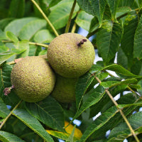 Juglans Nigra