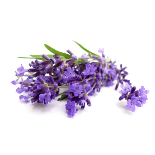 Lavender Essence Fragrance