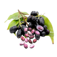 Jamun Beej